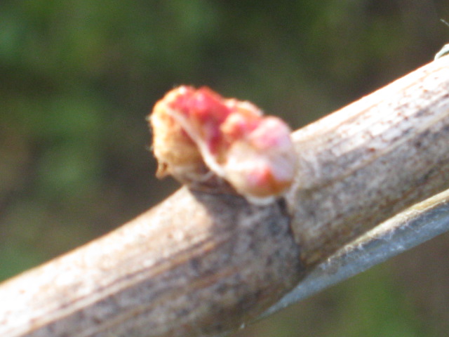 Budbreak on Youngberg Hill Vineyards! 1
