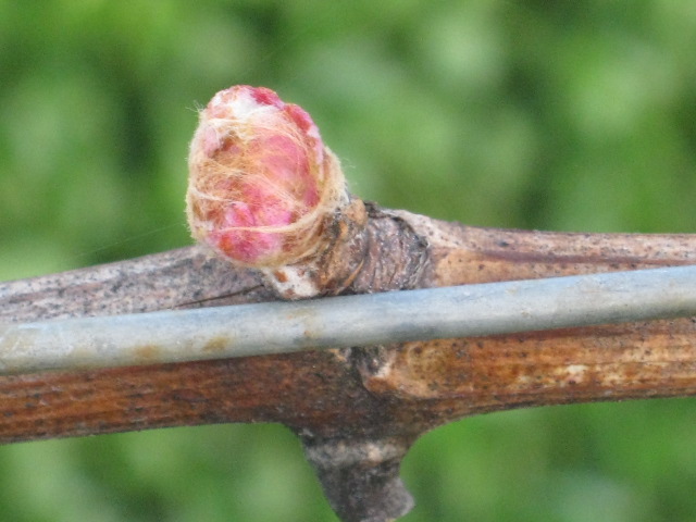 Budbreak on Youngberg Hill Vineyards! 2