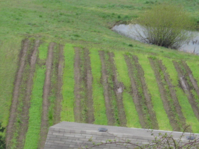 Vineyard Work! 2