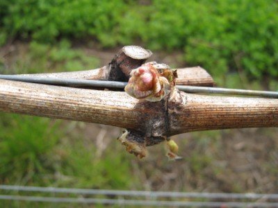 Budbreak continues 1