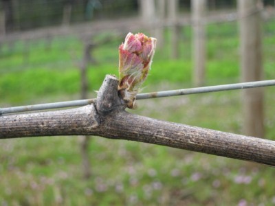 Oregon Pinot noir 1
