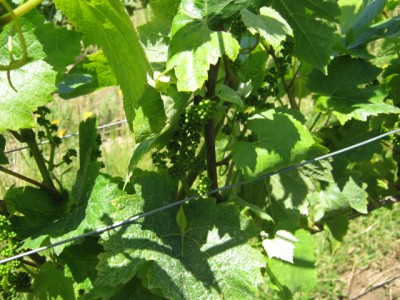 Growing Grapes in the Willamette Valley 1 Growing Grapes in the Willamette Valley 1