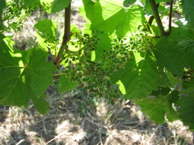 Fruit Set on The Hill 1