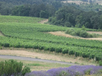 Oregon Pinot Noir 1