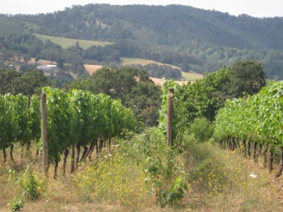 Oregon Pinot Noir 2