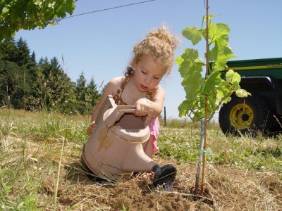 Hot but not bothered in the Willamette Valley 1
