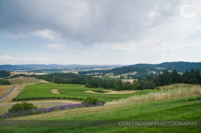Wine Country Weddings 1