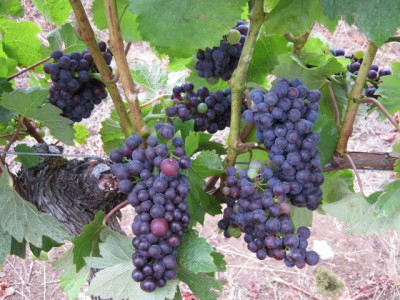 Color change in the Willamette Valley 1