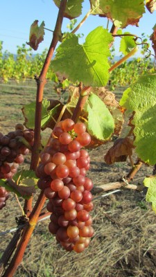 Growing grapes in Oregon 2