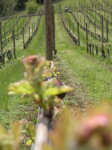 Oregon Wine Country 1 Oregon Wine Country 1