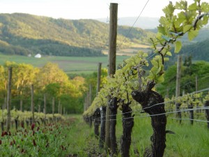 How Wine Making is Like Raising Children 2