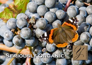 Balance of indigenous wildlife = a thriving vineyard 1