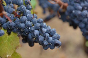How Does This Wine Season Compare? 1