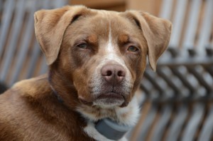 Oregon dog adoption