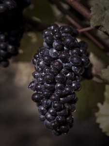 The Elements of a Great Harvest 1 June Blog1 - 1st Pic