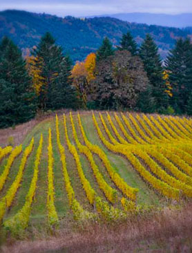 vineyard