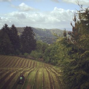 view of vineyards at youngberg hill