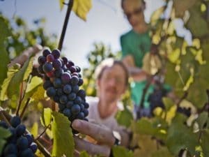 people harvesting wine grapes