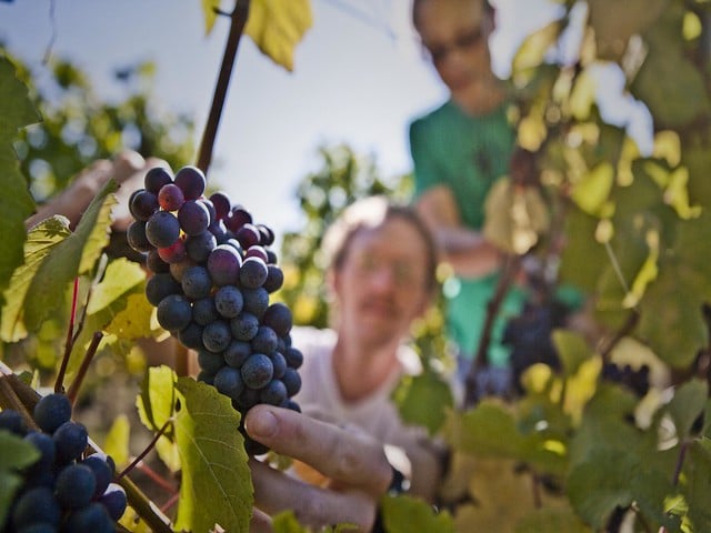 Your Guide to Oregon’s Willamette Valley Pinot Noir 2 Youngberg grapes