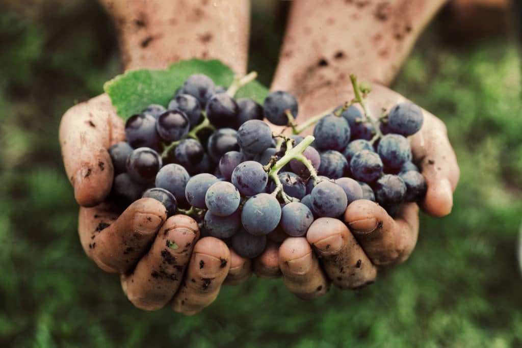 Grapes harvest best time to visit Oregon Wine Country