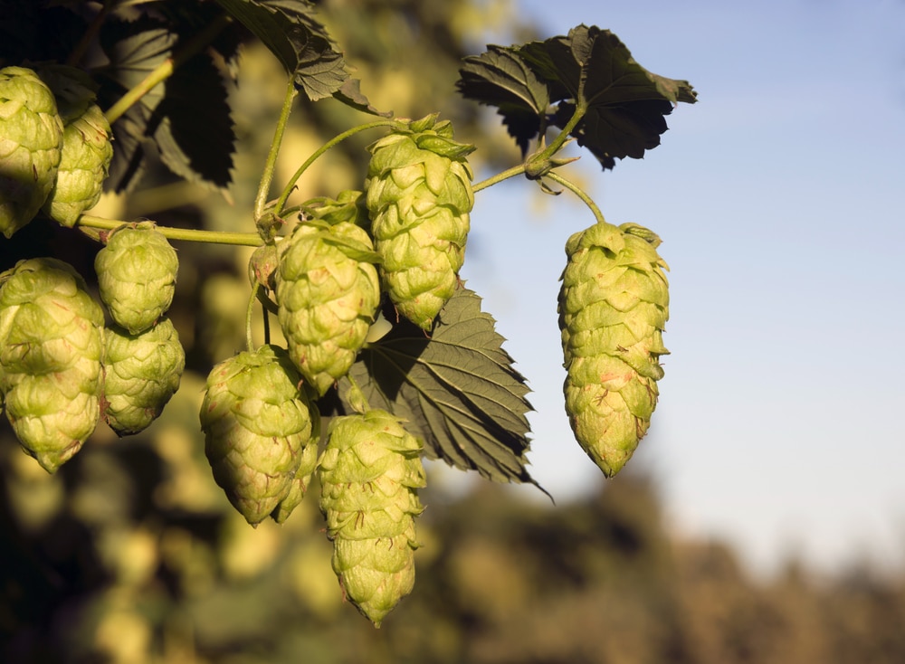 Willamette Valley Breweries: We're More Than Great Wine! 1 Willamette Valley breweries