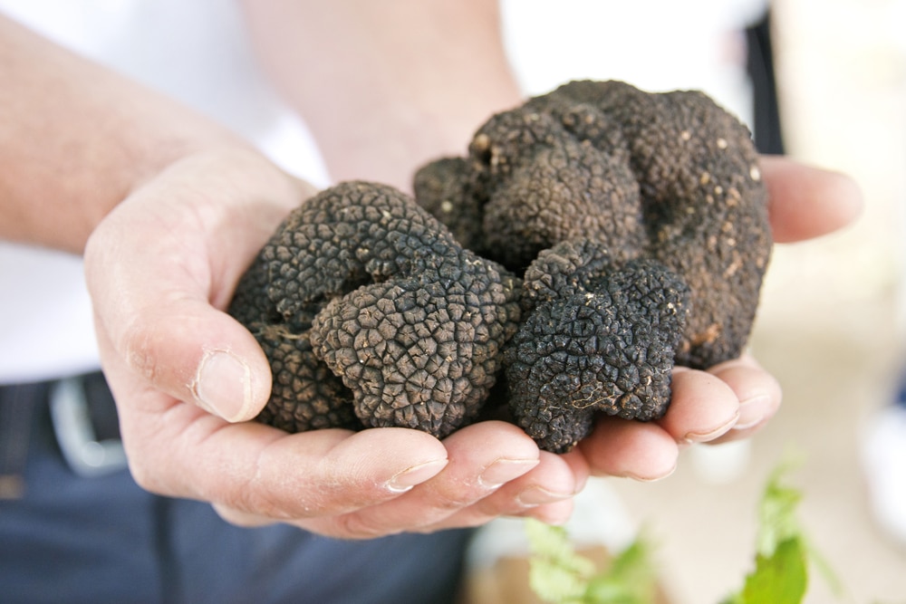 truffle hunting