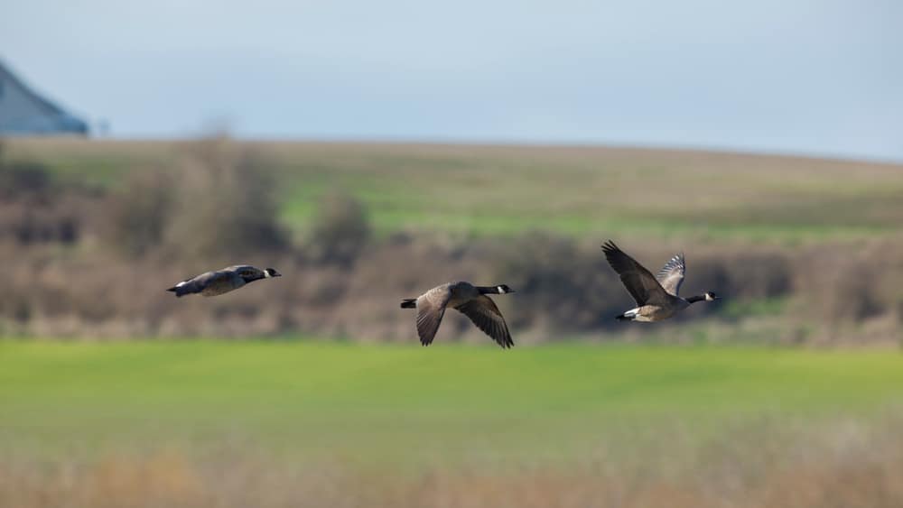 Our Favorite Trails at Baskett Slough National Wildlife Refuge 1 Baskett Slough