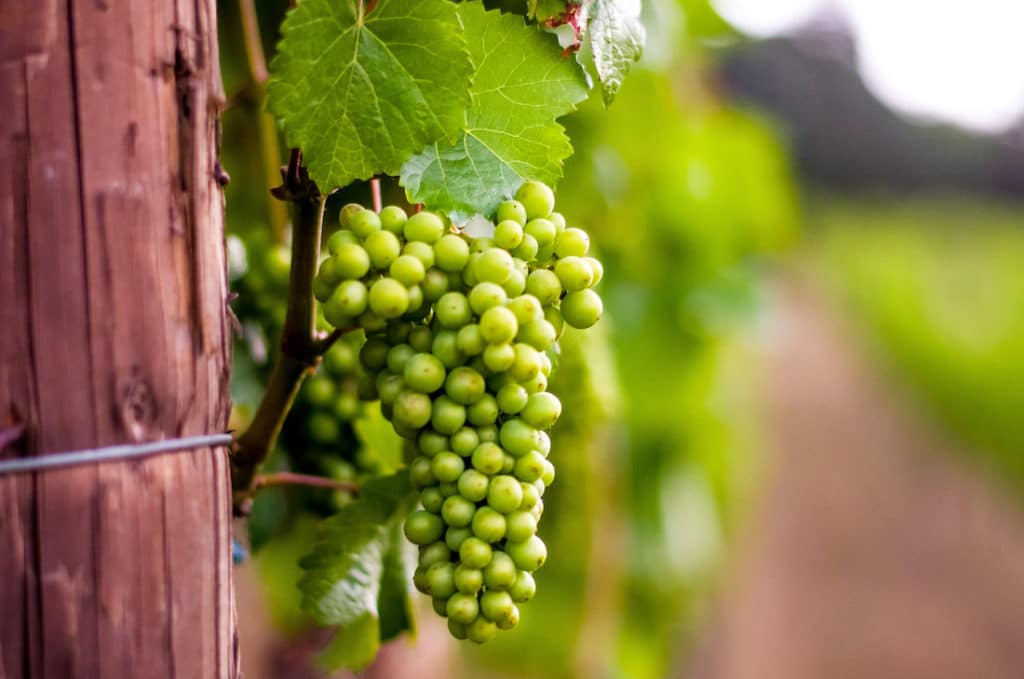 Newberg Oregon Wineries
