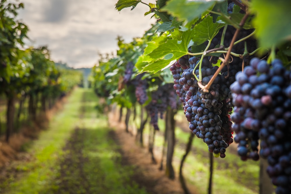 Best Wineries in Oregon