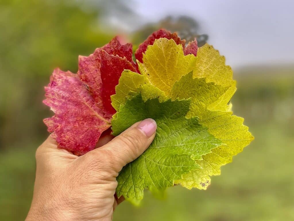 Where to Find the Best Oregon Fall Foliage 1 Oregon fall foliage