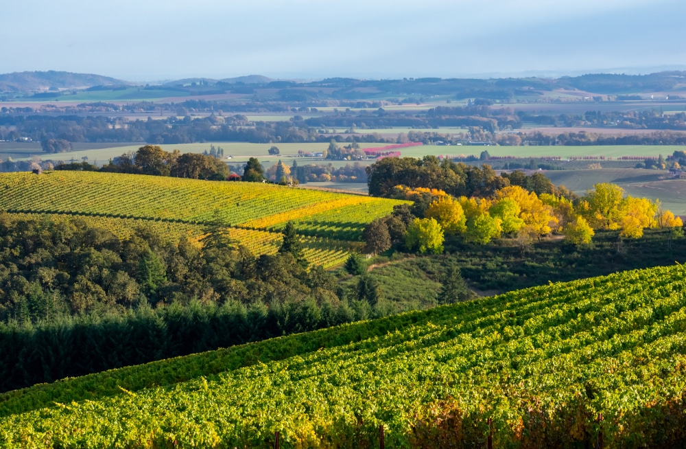 Best Willamette Valley Wineries for harvest season