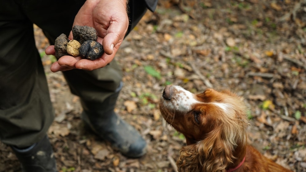 The Best Lodging for the Oregon Truffle Festival 1 Oregon Truffle Festival, dog hunting for truffles in the Willamette Valley near our McMinnville Bed and Breakfast