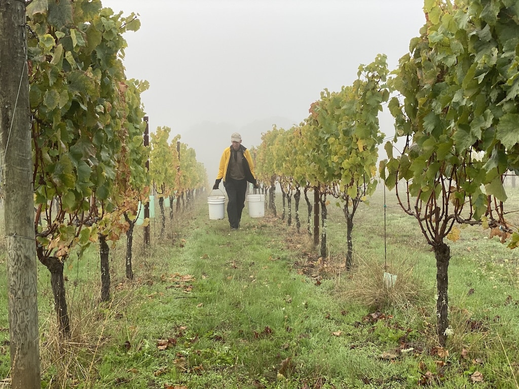 Oregon Wine Country is made up of 11 wine regions in the Willamette Valley