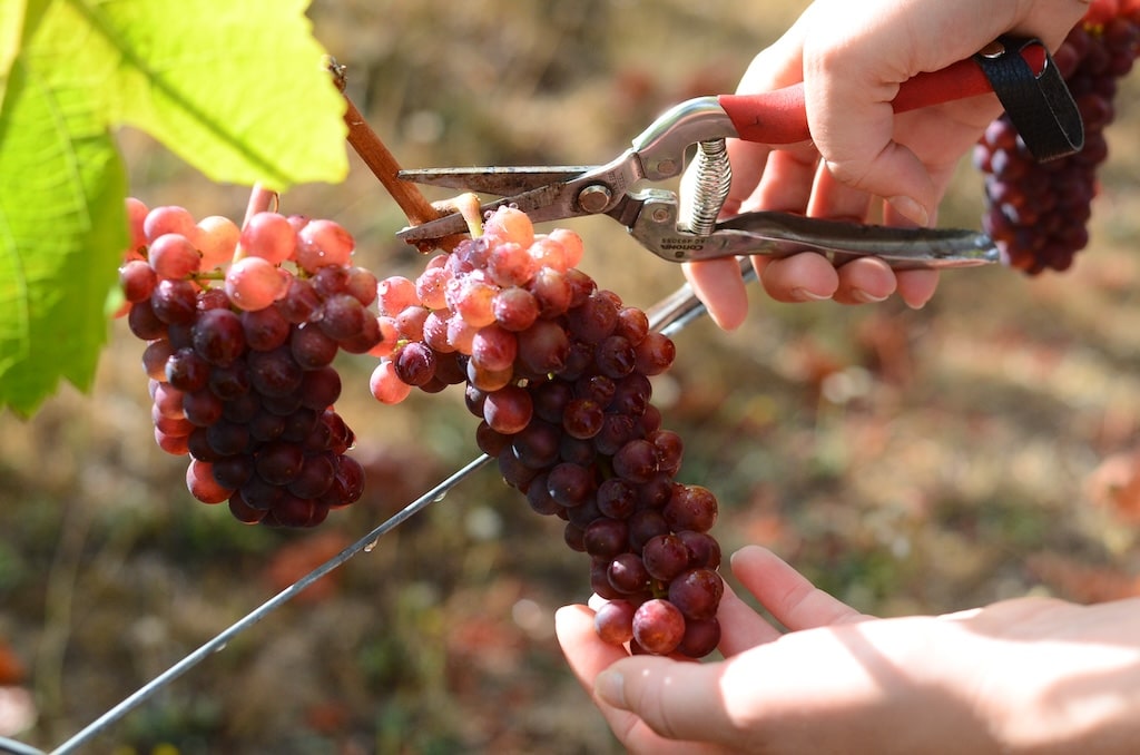 One of the best Things to do in McMinnville is explore our beautiful vineyard on a tour